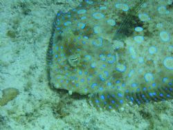 Peacock Flounder taken in Bonaire by Kelly N. Saunders 